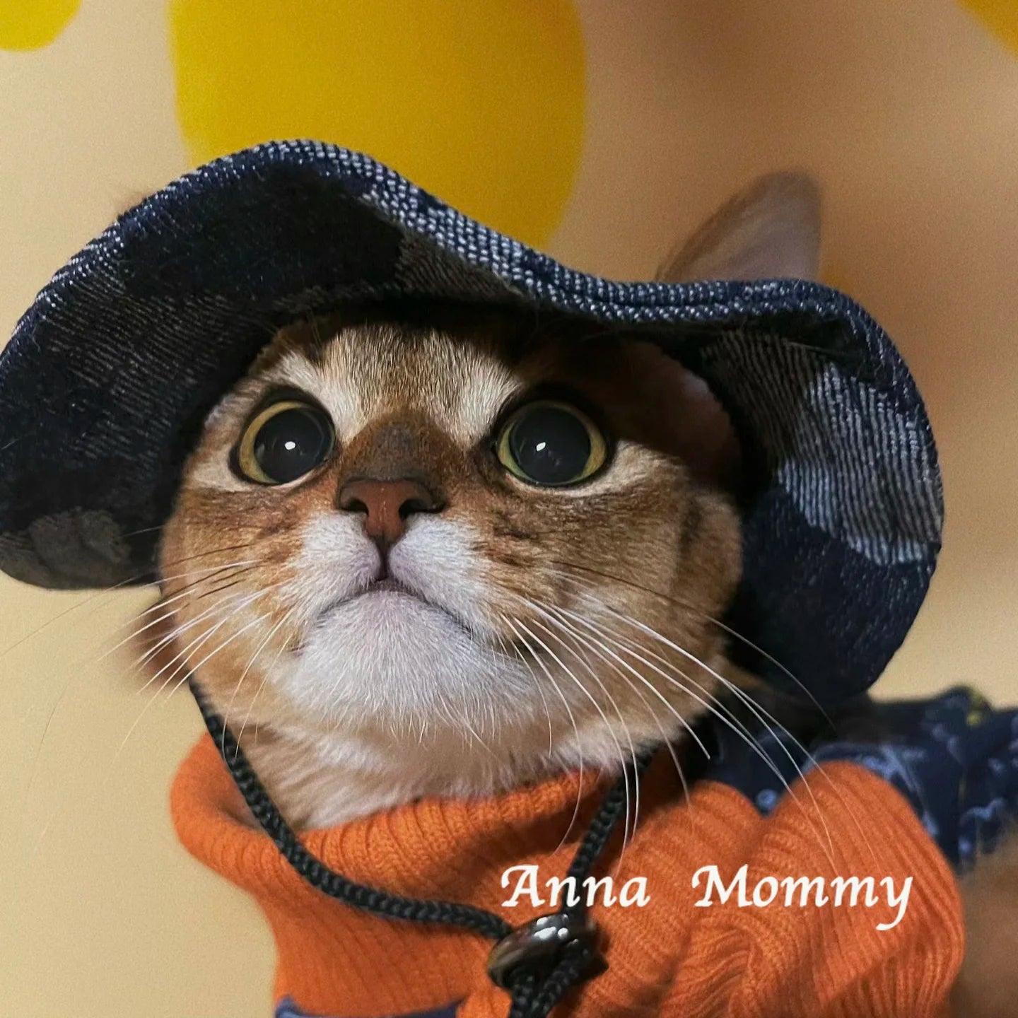 Chapeau rond tendance pour chat