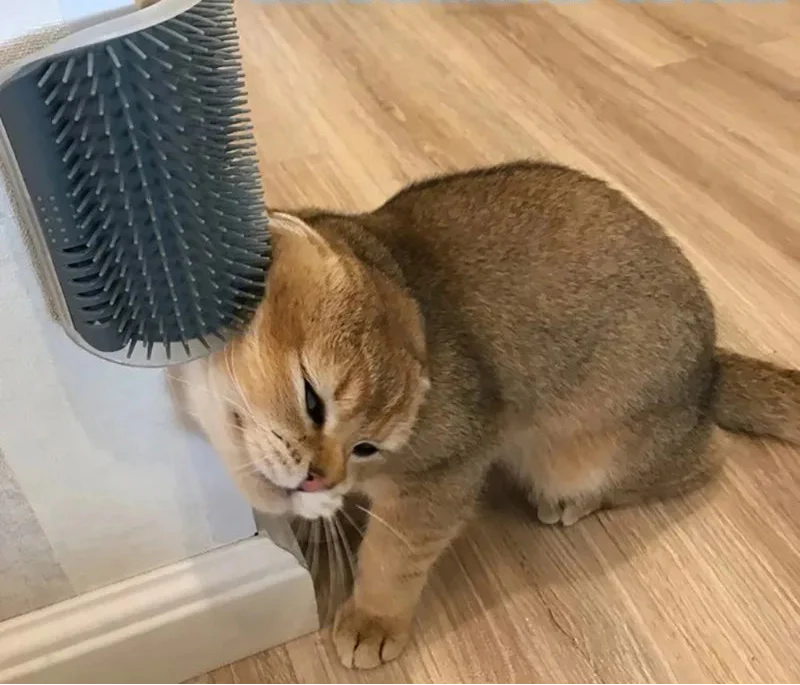 Toilettage et santé du chat voyageur